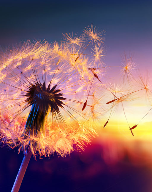 dandelion blowing at sunset